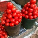 balde de tomate 5kg