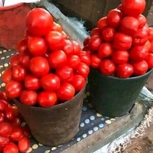 balde de tomate 5kg