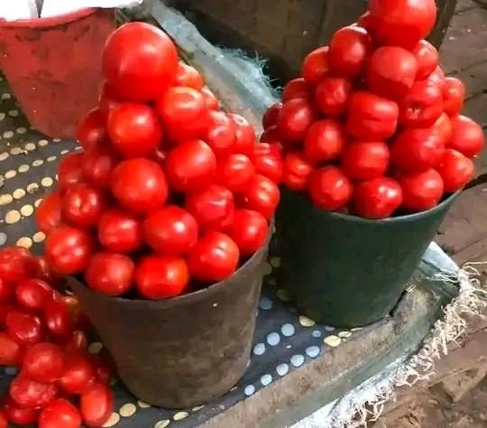 Balde de Tomate balde de tomate 5kg