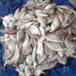 Peixe cachucho